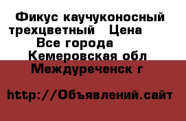 Фикус каучуконосный трехцветный › Цена ­ 500 - Все города  »    . Кемеровская обл.,Междуреченск г.